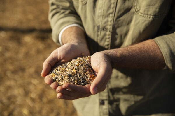 Microbioma do Solo: Análise Metagenômica como Ferramenta Estratégica para o Manejo Agrícola